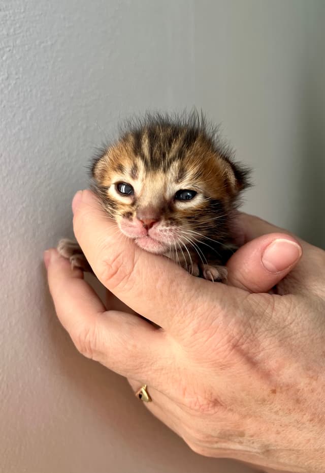 Baby