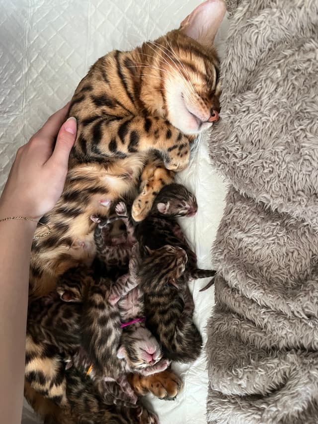 Carmen Babies